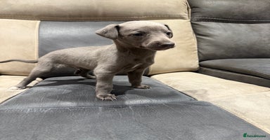 Whippet dogs - Advert 11