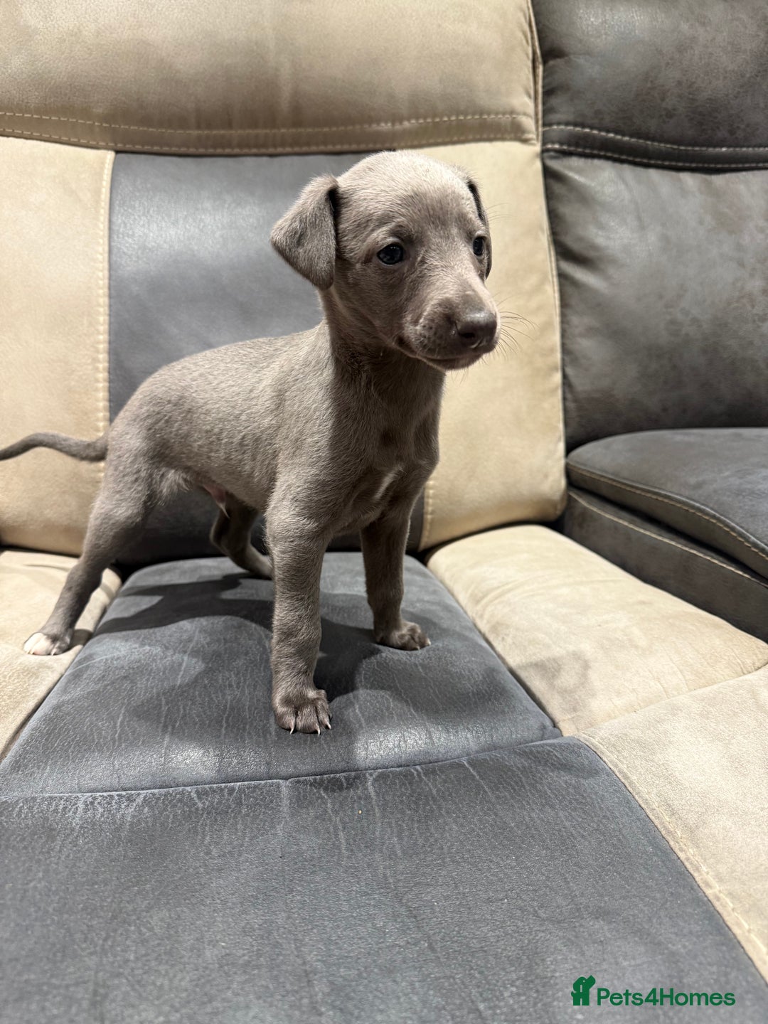 Whippet dogs for sale: Kc whippet puppies 0ne lovely blue boy available  - Image 5