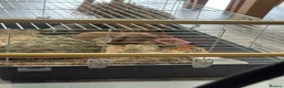 Mini Lop rabbits for sale: 2 Gorgeous Mini Lop Sisters looking for home ❤️ - Advert 4