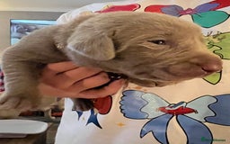 Labrador Retriever dogs for sale: Kc dna clear silver Labrador pups  - Image 12