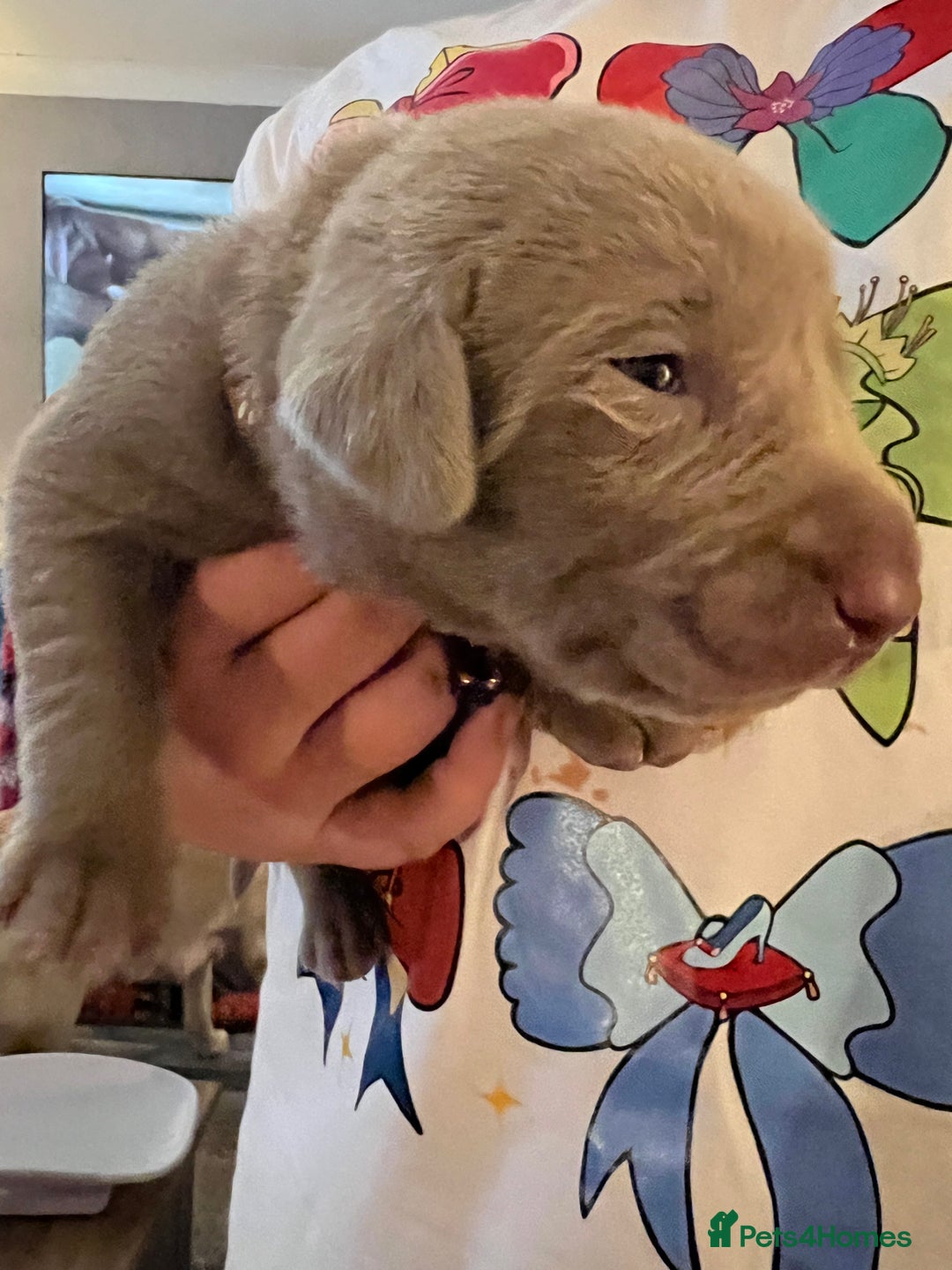 Labrador Retriever dogs for sale: Kc dna clear silver Labrador pups  - Image 12