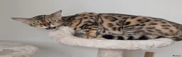 Bengal cats for sale: Trixie  in Rochdale - Advert 4