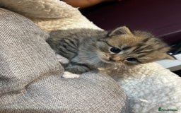 Persian cats for sale: Persian mother tabby daddy - Image 2
