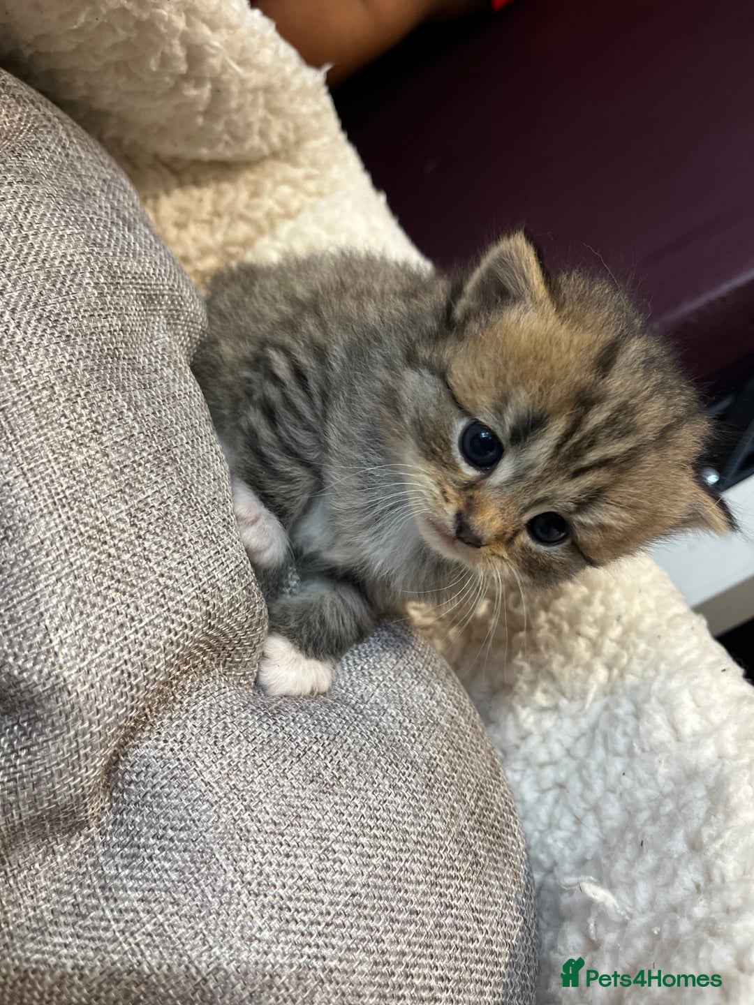Persian cats for sale: Persian mother tabby daddy - Image 2