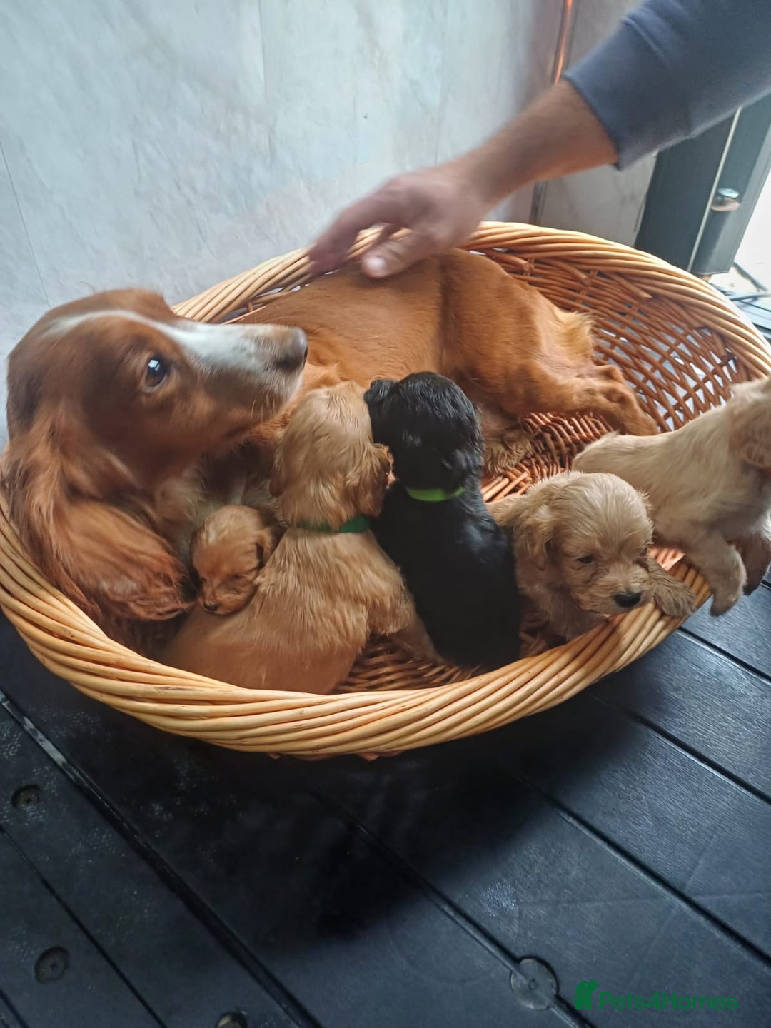 Cockapoo dogs for sale: Beautiful cockerpoos READY TO LEAVE 10th November  - Image 13
