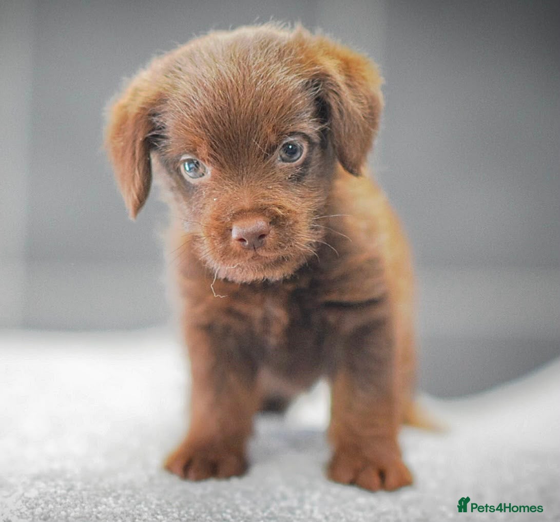 Mixed Breed dogs Beautiful litter of Patterpoo’s   - Advert 16