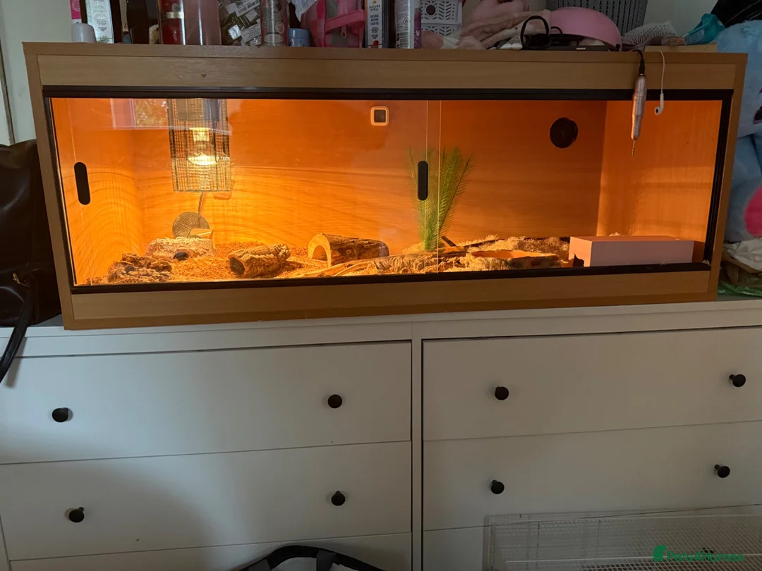 Snake reptiles for sale: Western hognose and set up  - Advert 6