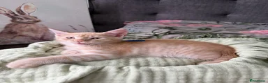Maine Coon cross dark Blue