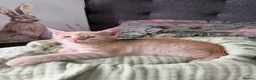 Maine Coon cats for sale: 7 mainecoon cross kittens in Kingsbridge - Advert 5