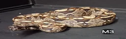 Boa Snake reptiles for sale: IMG Boa constrictors Males & Females  - Advert 2