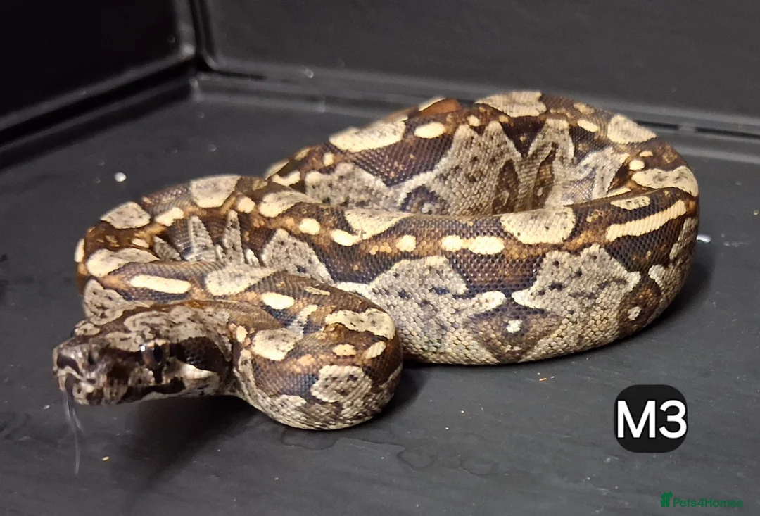 Boa Snake reptiles for sale: IMG Boa constrictors Males & Females  - Advert 2
