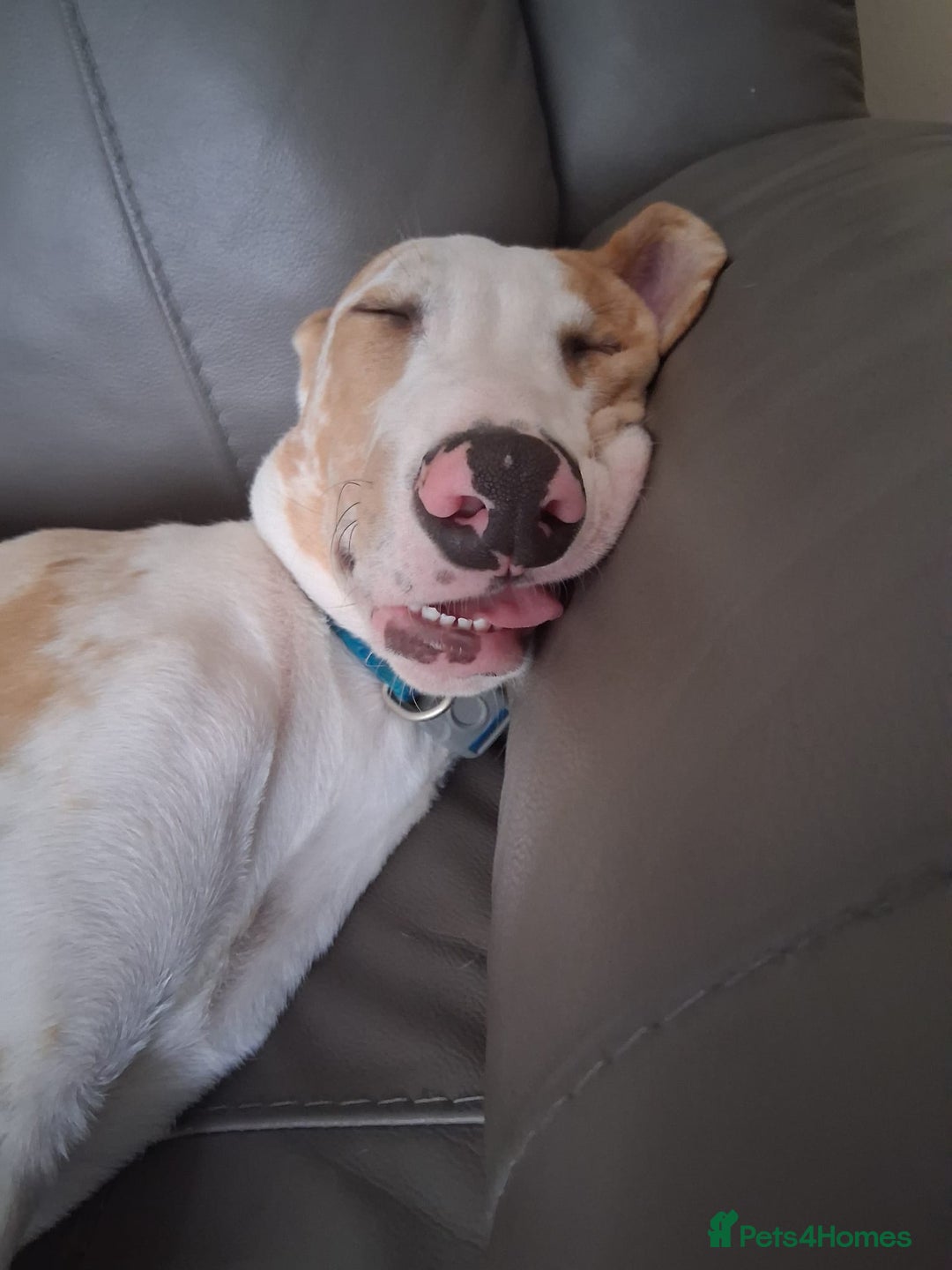 Greyhound dogs for sale: Bouncing Beau  - Image 1