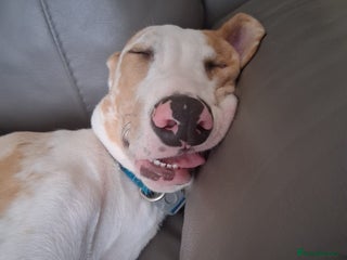 Greyhound dogs for sale - Advert 2