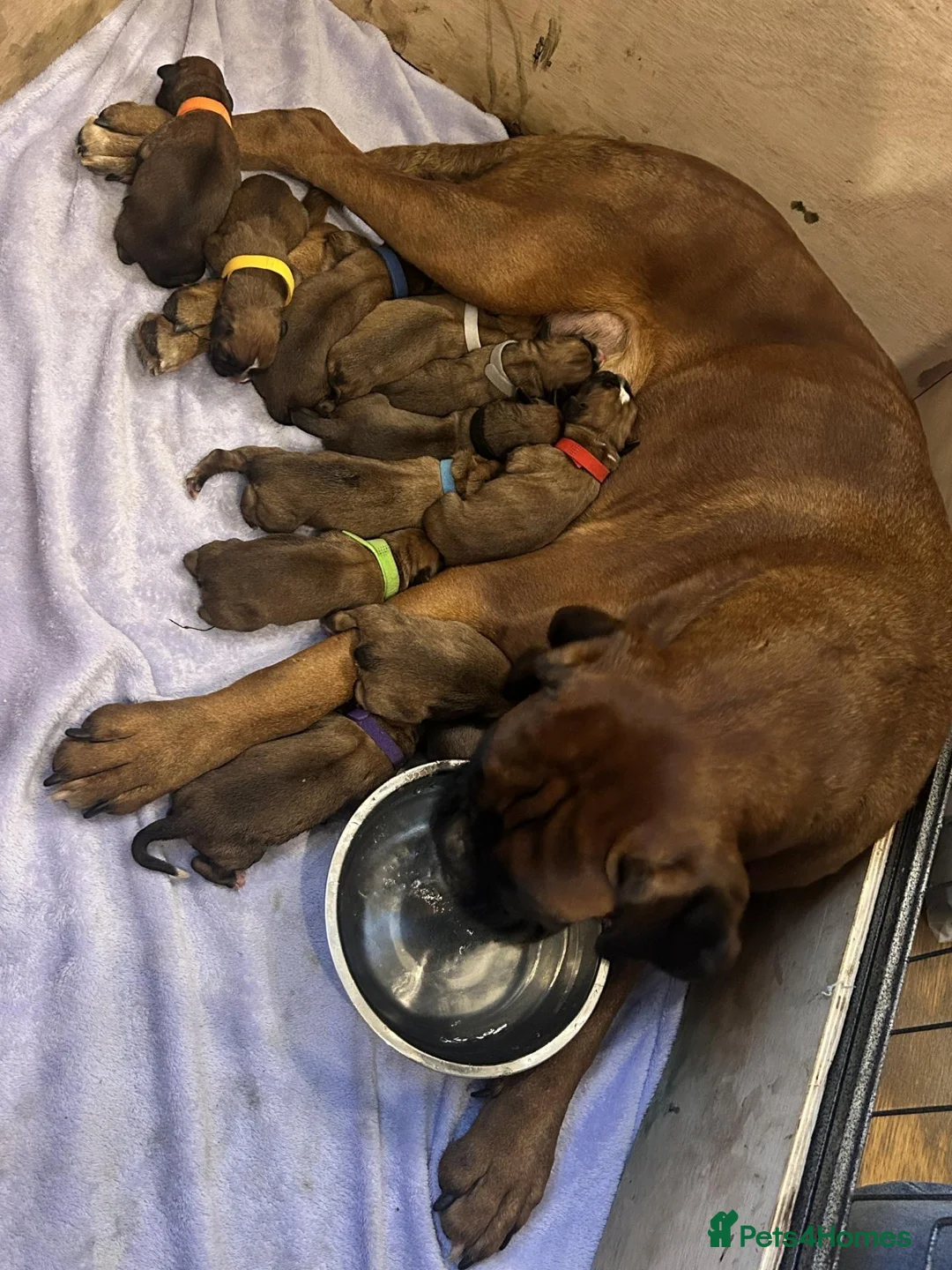 Boxer dogs for sale: Beautiful Boxer Puppies ready for new homes in West Bromwich - Advert 2