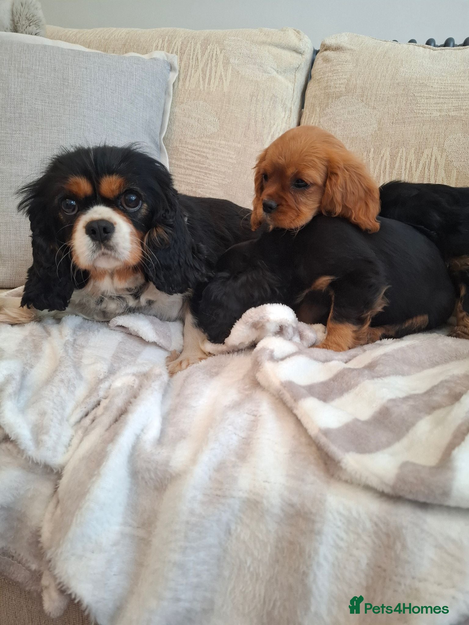Cavalier King Charles Spaniel dogs Kc Reg health tested (❤️‍🩹nebl3/mmnv/n available) - Advert 3