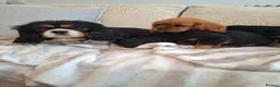 Cavalier King Charles Spaniel dogs for sale: Kc Reg health tested (❤️‍🩹nebl3/mmnv/n available) - Advert 1