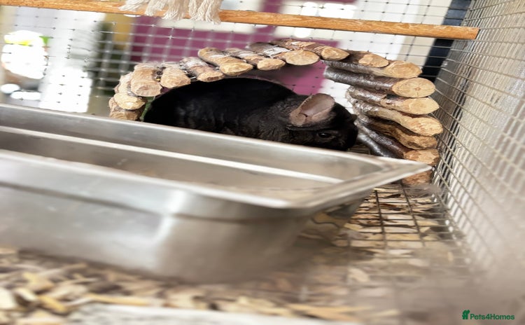Chinchilla rodents - Advert 1