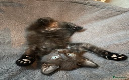 Mixed Breed cats for sale: Bombay x Tabby little girls - Image 5