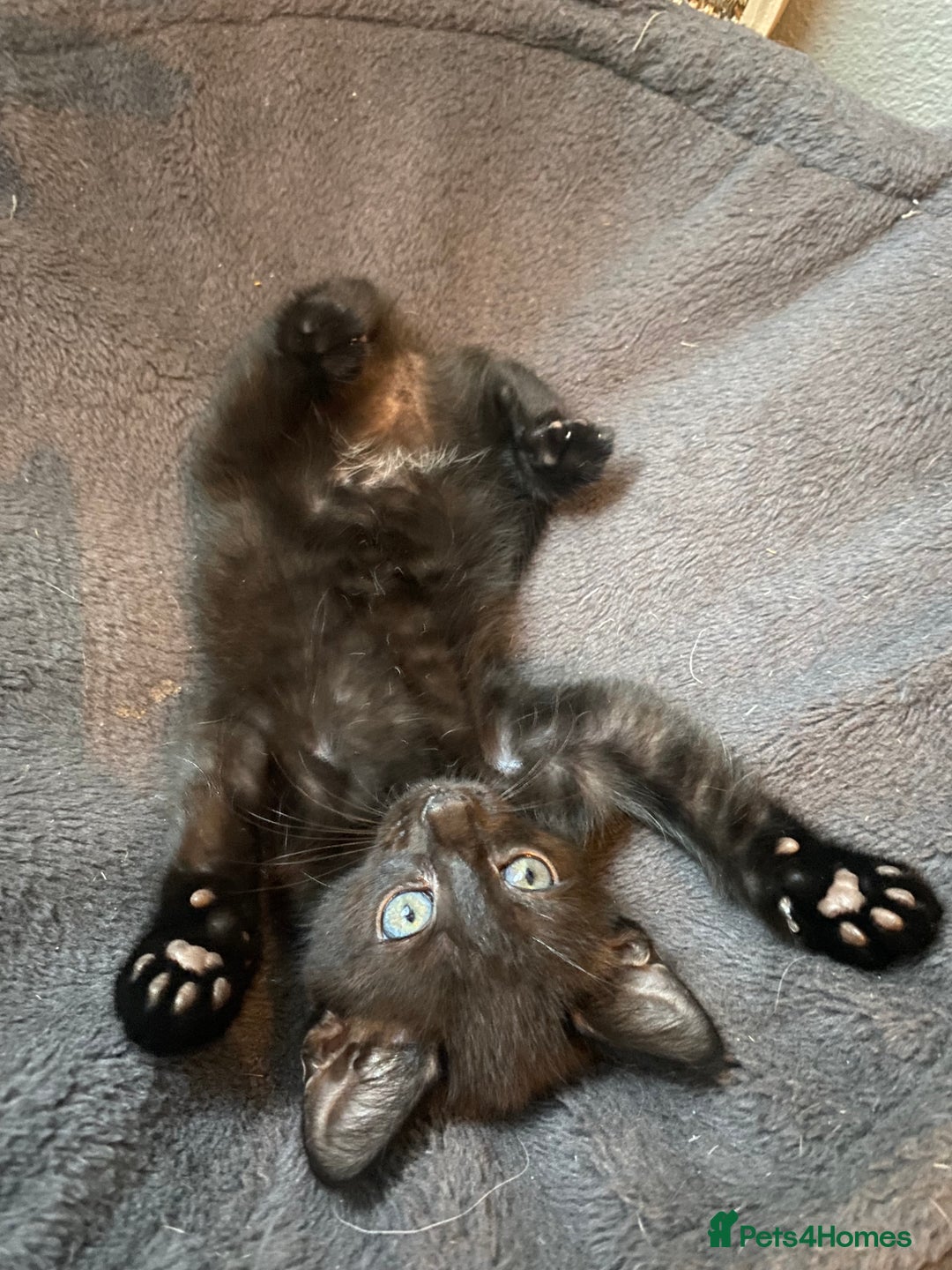 Mixed Breed cats for sale: Bombay x Tabby little girls - Image 5