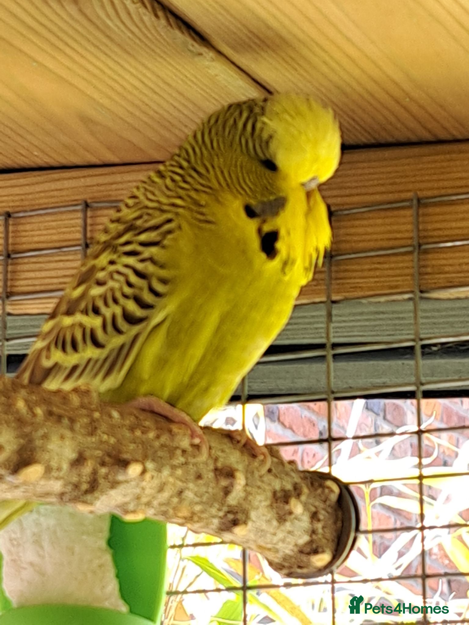 Budgerigars birds Young budgies .Dun fallow , BF & Cinnamon - Advert 11