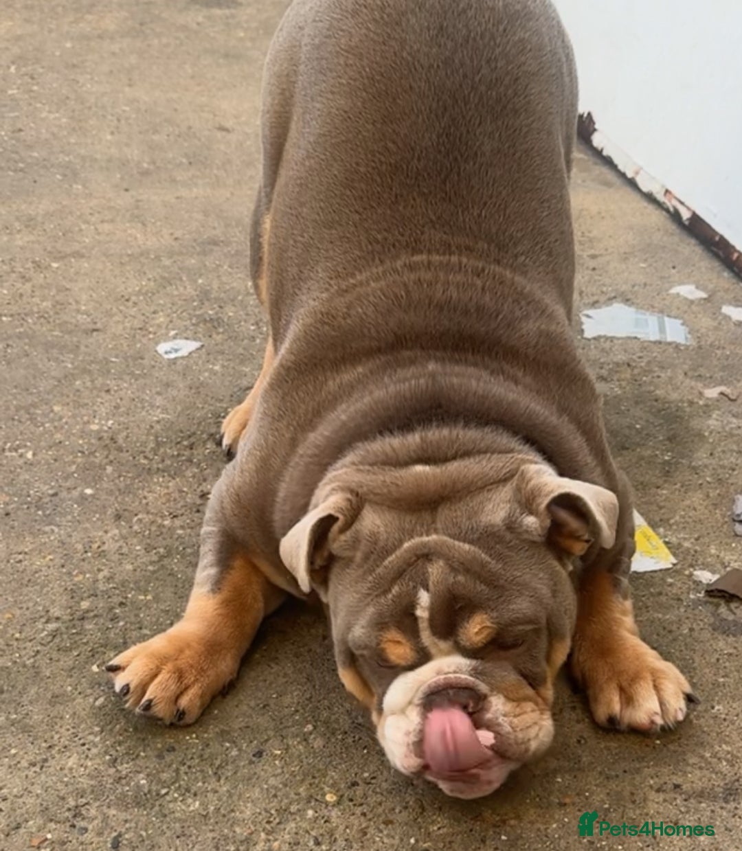 English Bulldog dogs for sale: 💙 Bruiser 💙 - Advert 2