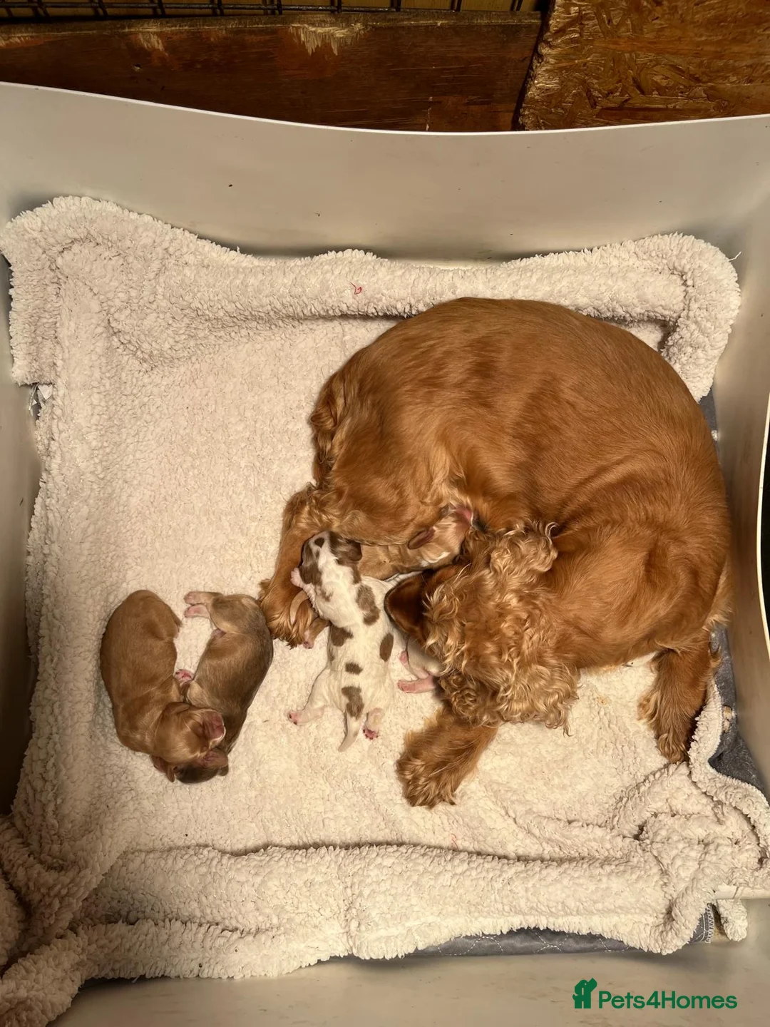 Cocker Spaniel dogs for stud: Orange Roan KC reg Show Cocker Spaniel Stud - Advert 16