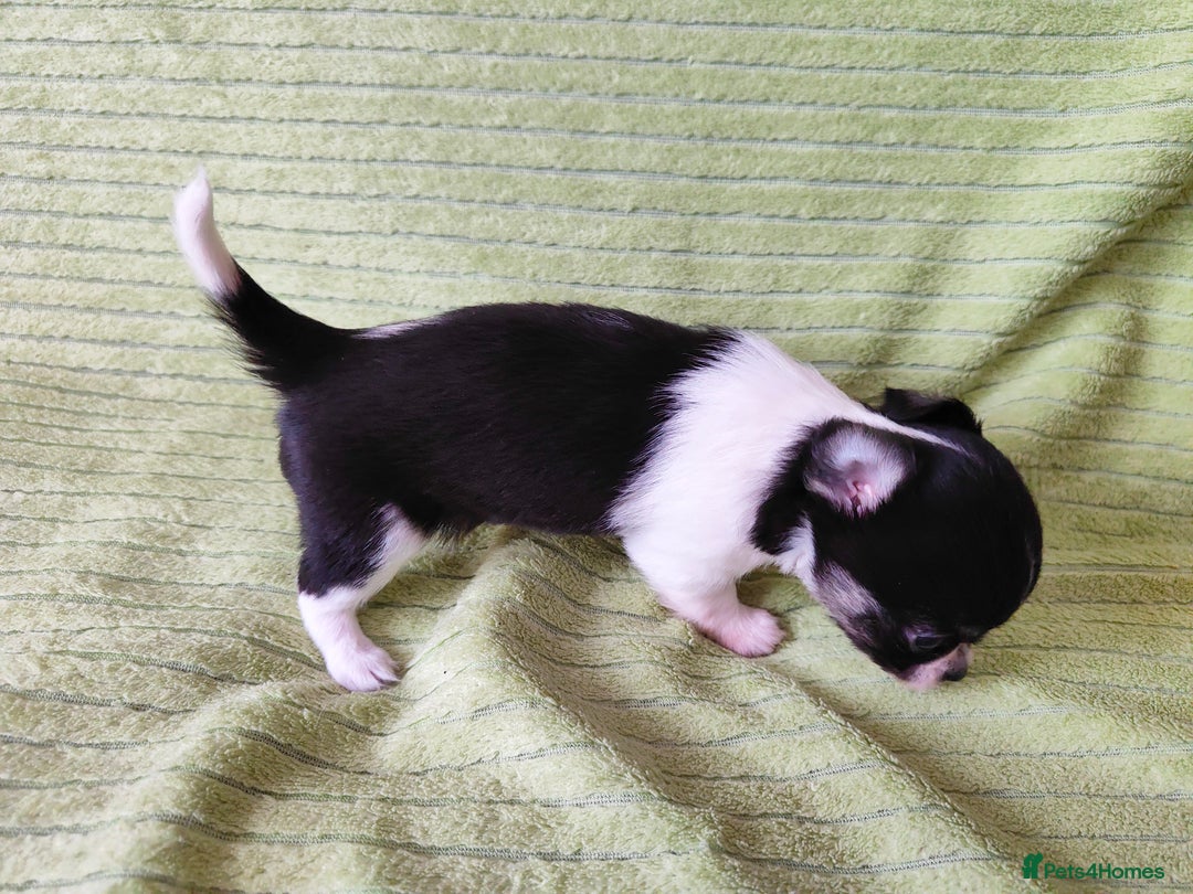 Chihuahua dogs for sale: Amazing Quality Long Coat Chihuahua puppies - Image 31
