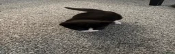 Domestic Shorthair cats for sale: White black cat  - Advert 19
