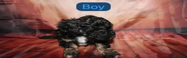 Toy Poodle 2