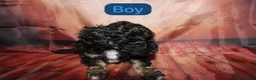 Toy Poodle dogs for sale: 4 Toy poodle boys looking for forever homes in Tredegar - Advert 4