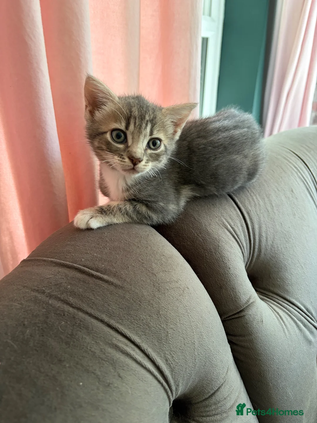 Mixed Breed cats for sale: Female bengal  - Advert 3