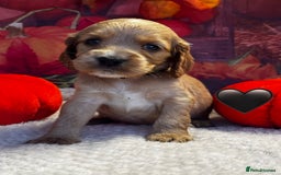 Cocker Spaniel dogs for sale: Outstanding KC Show Cocker Spaniels - Image 13