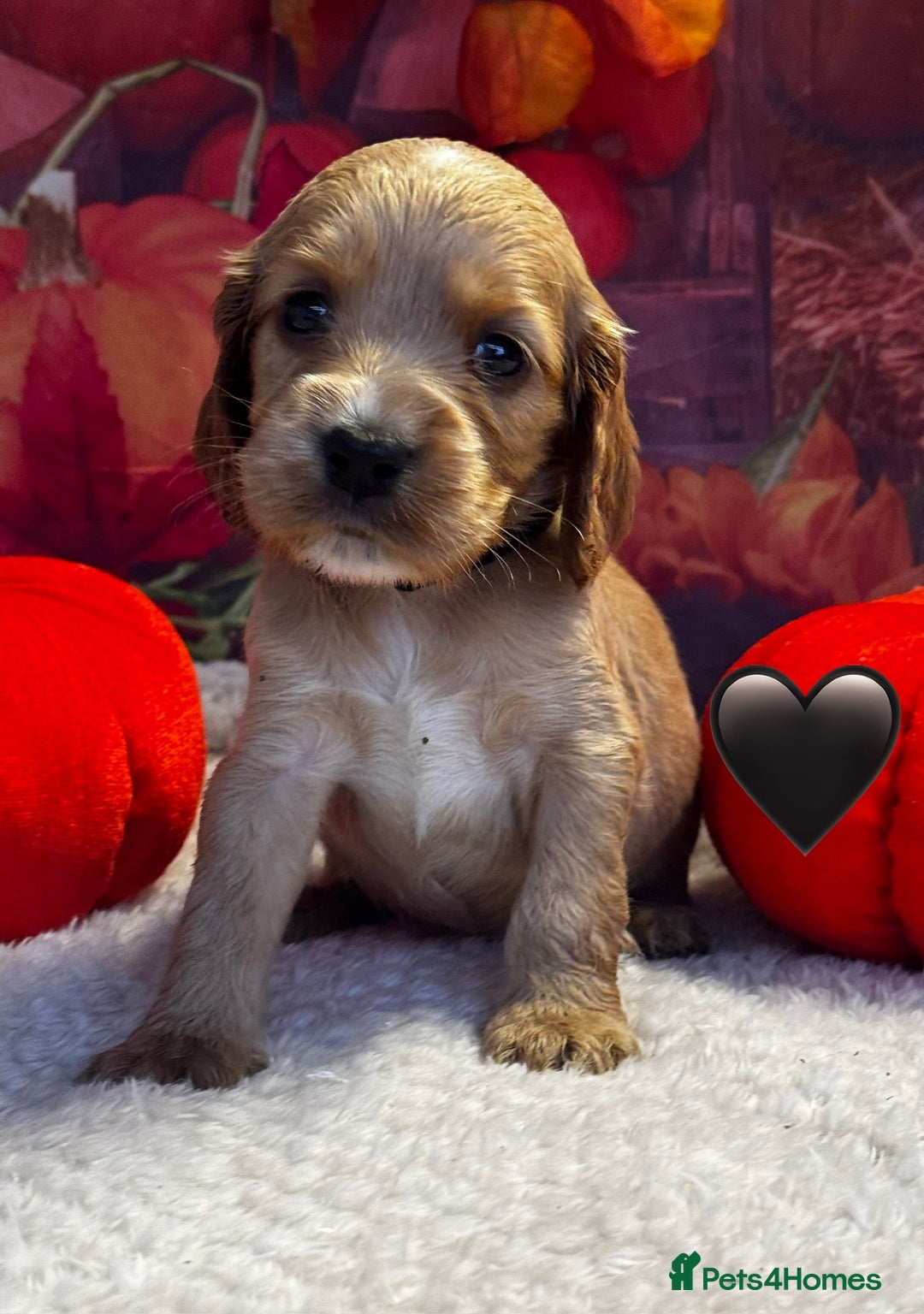 Cocker Spaniel dogs for sale: Outstanding KC Show Cocker Spaniels - Image 13