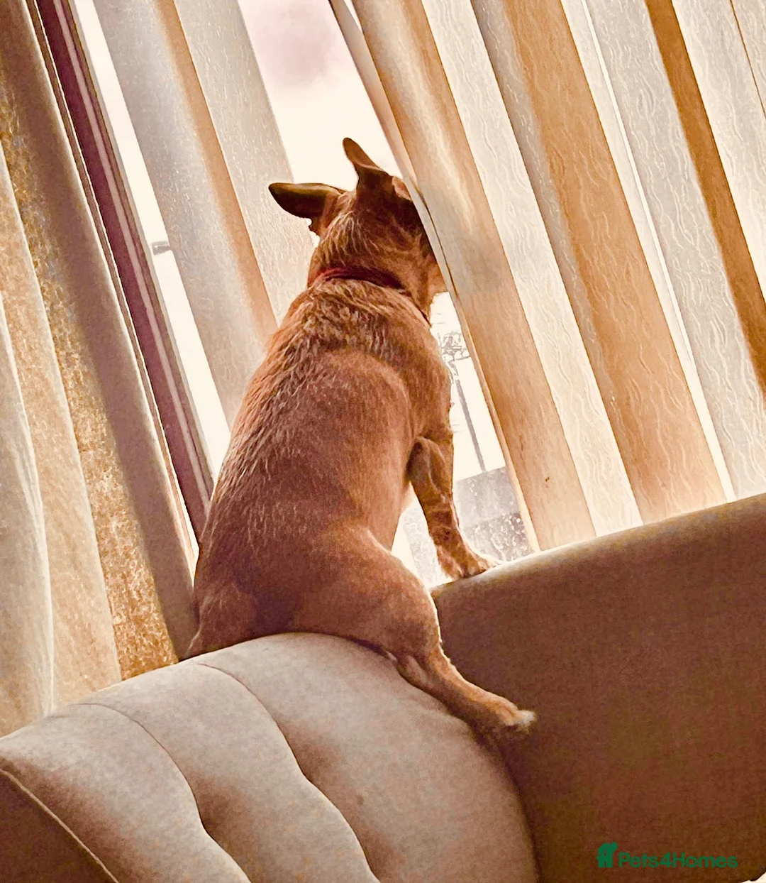 Patterjack dogs for sale: Gorgeous Boy needs child free home!  - Advert 2