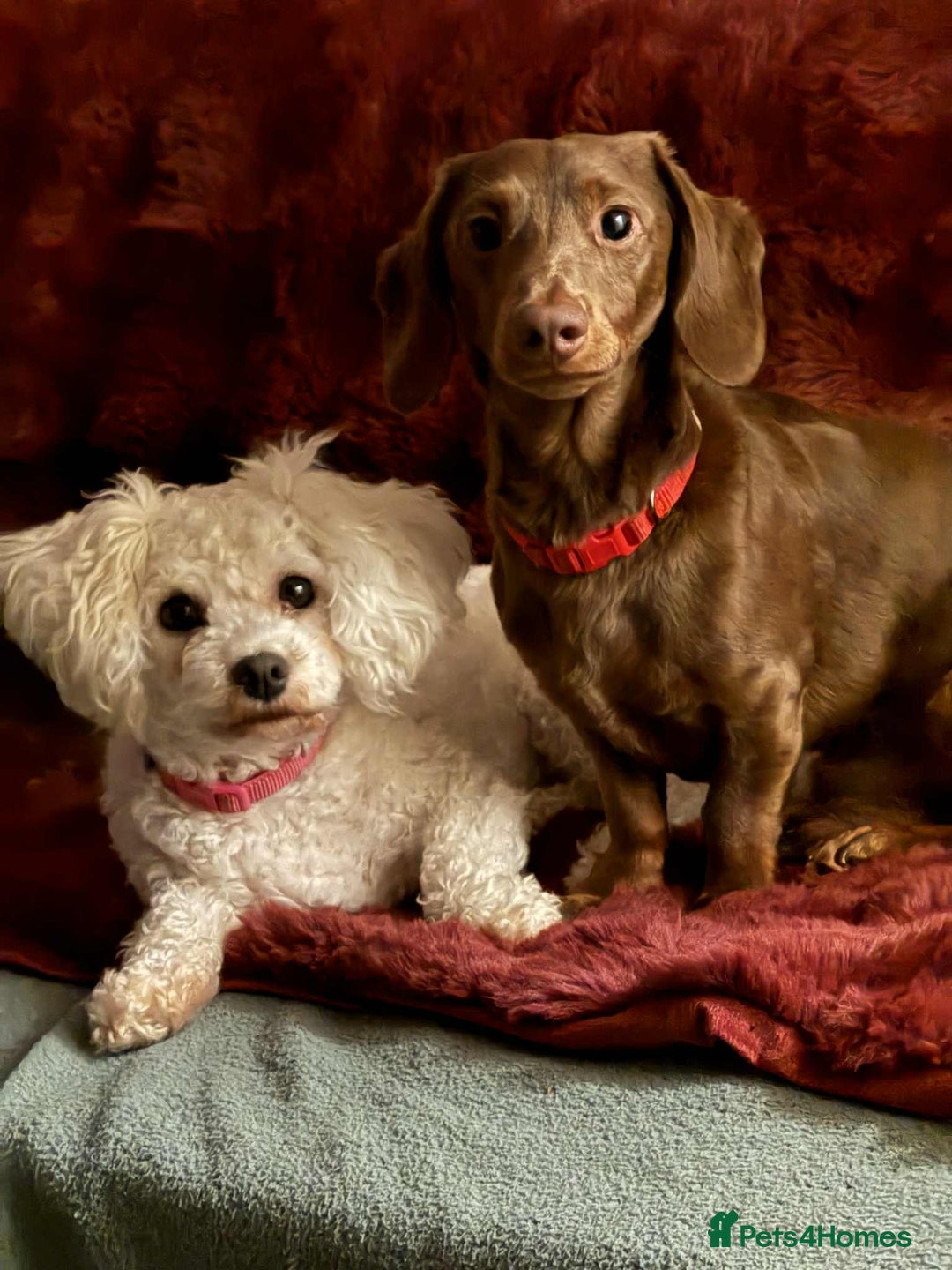 Mixed Breed dogs for sale: Final beauty left from the litter - Advert 1