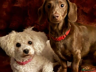 Mixed Breed dogs Final beauty left from the litter - Advert 1