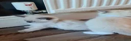 Ragdoll cats for sale: Pure ragdoll kitten  in Leicester - Advert 15