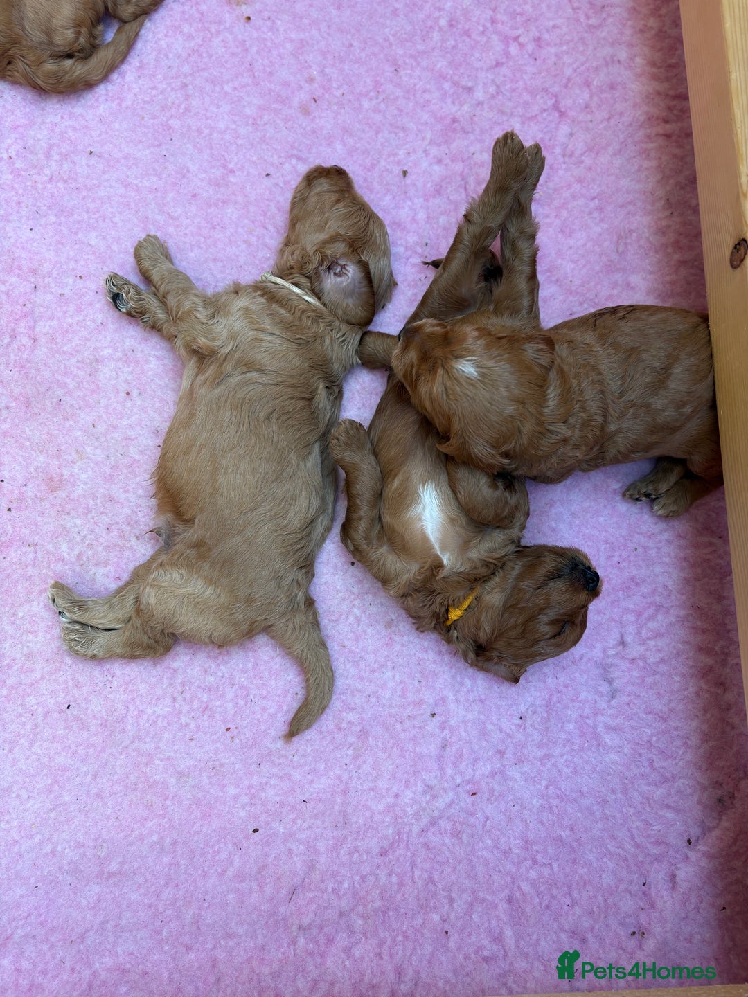 Goldendoodle dogs for sale: Stunning F2B Goldendoodles - Image 18