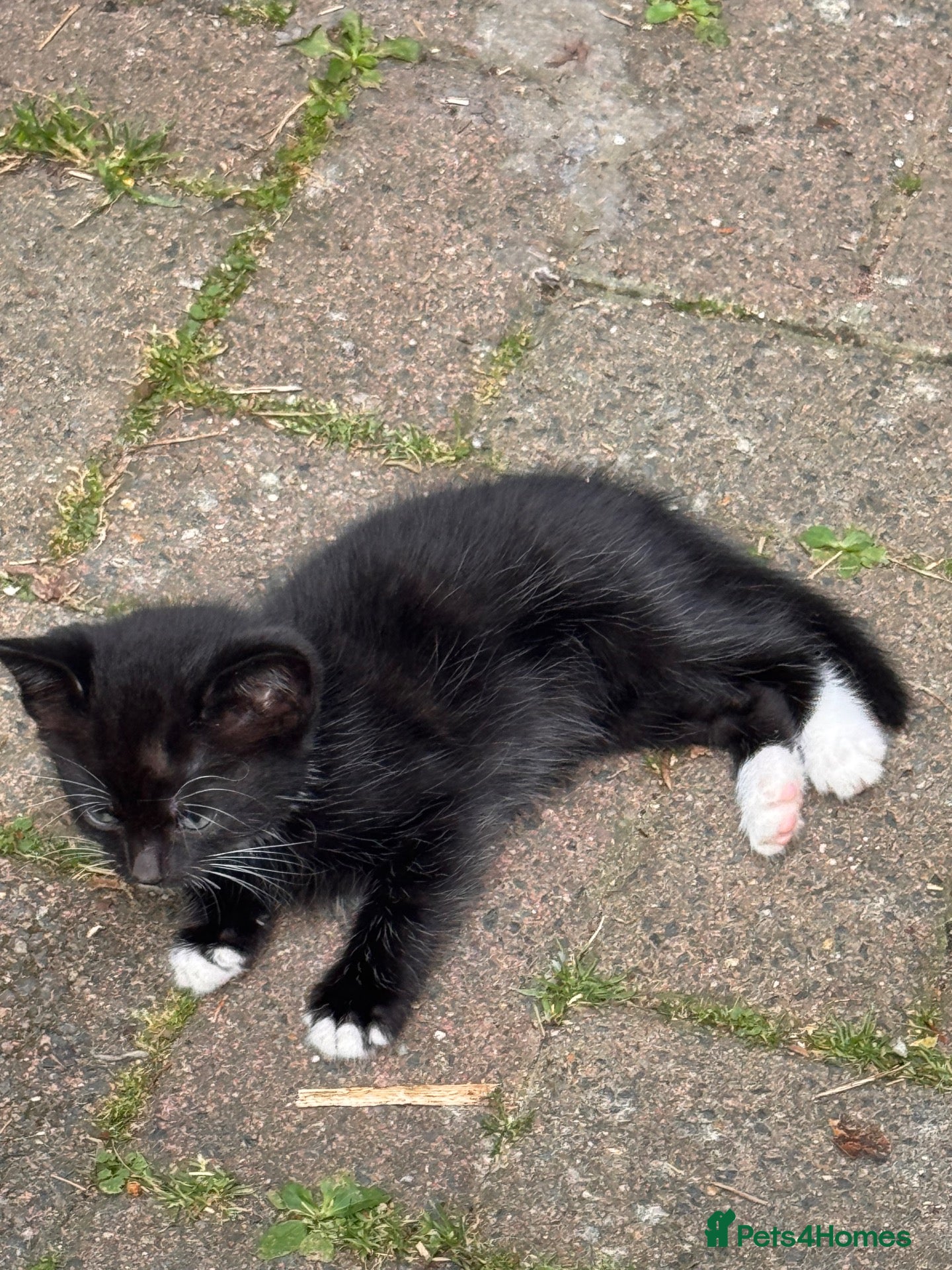 Mixed Breed cats 4 female Kittens. Black and black and white.  - Advert 1