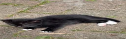 Mixed Breed cats for sale: 6 female Kittens. Black and tortoise.  - Advert 4