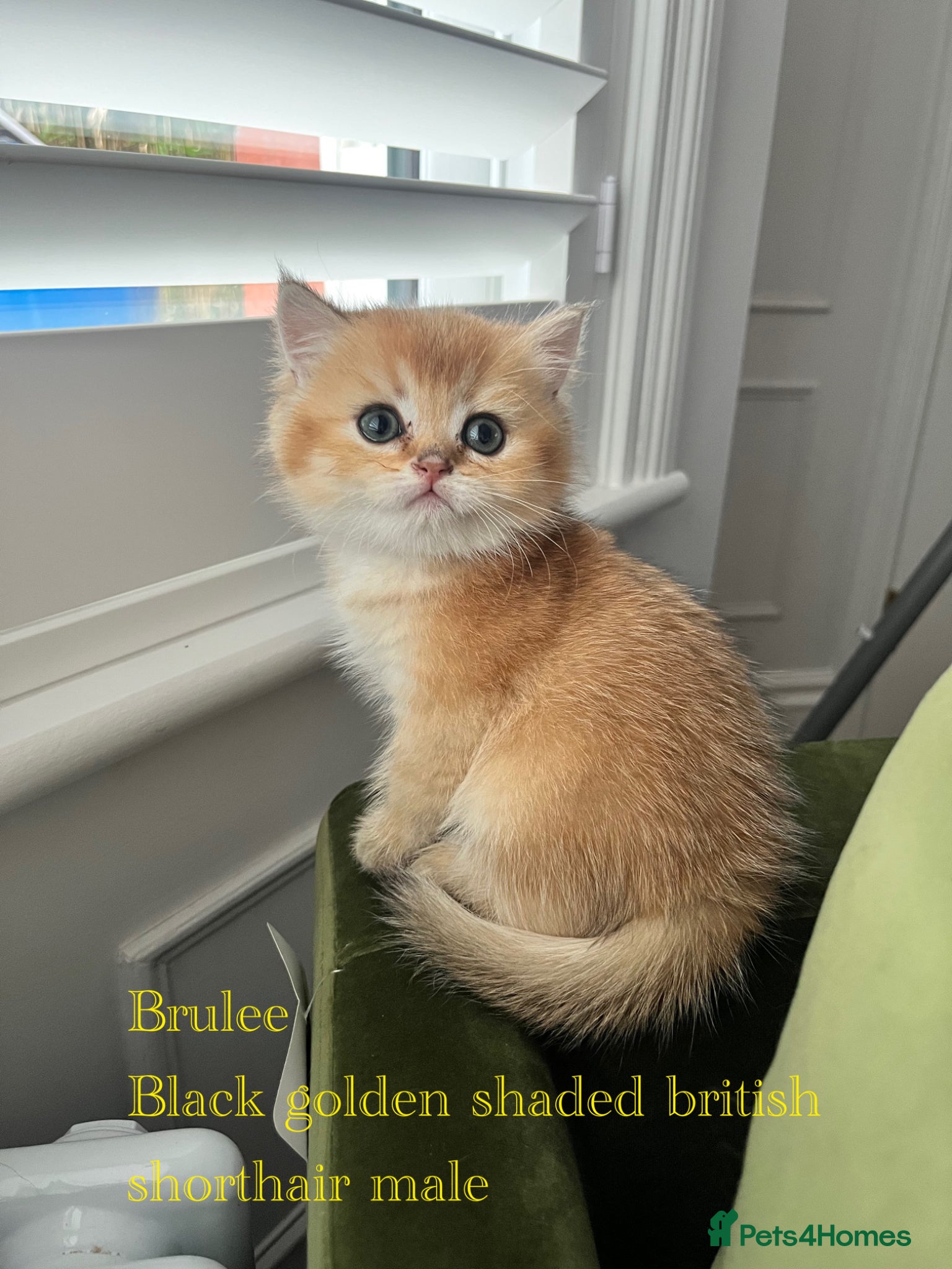 British Shorthair cats 2 left GCCF Registered Black golden shaded BSG - Advert 14