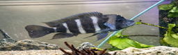 Cichlids fish for sale: Cyphotilapia Frontosa – Adult Cichlid for Rehoming - Advert 2