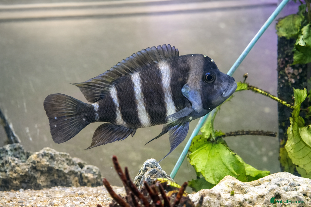 Cichlids fish for sale: Cyphotilapia Frontosa – Adult Cichlid for Rehoming - Advert 2