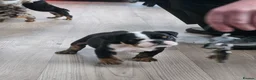 English Bulldog dogs for sale: Kc registered English bulldogs - Advert 7