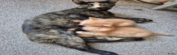 Mixed Breed cats for sale: Two ginger boys available August - Advert 1