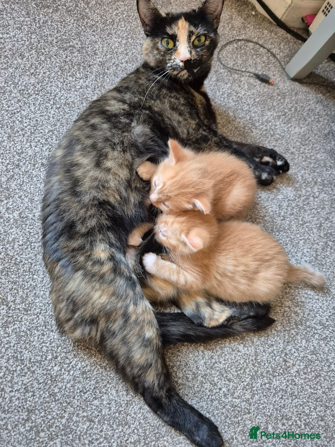 Mixed Breed cats for sale: Two ginger boys available August - Advert 1