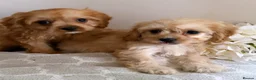 Cavapoo dogs for sale: 6 CAVAPOO PUPPYS / HEALTH TESTED ✔️  - Advert 3