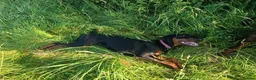 Dobermann dogs for sale: Dobermann puppies - Advert 40