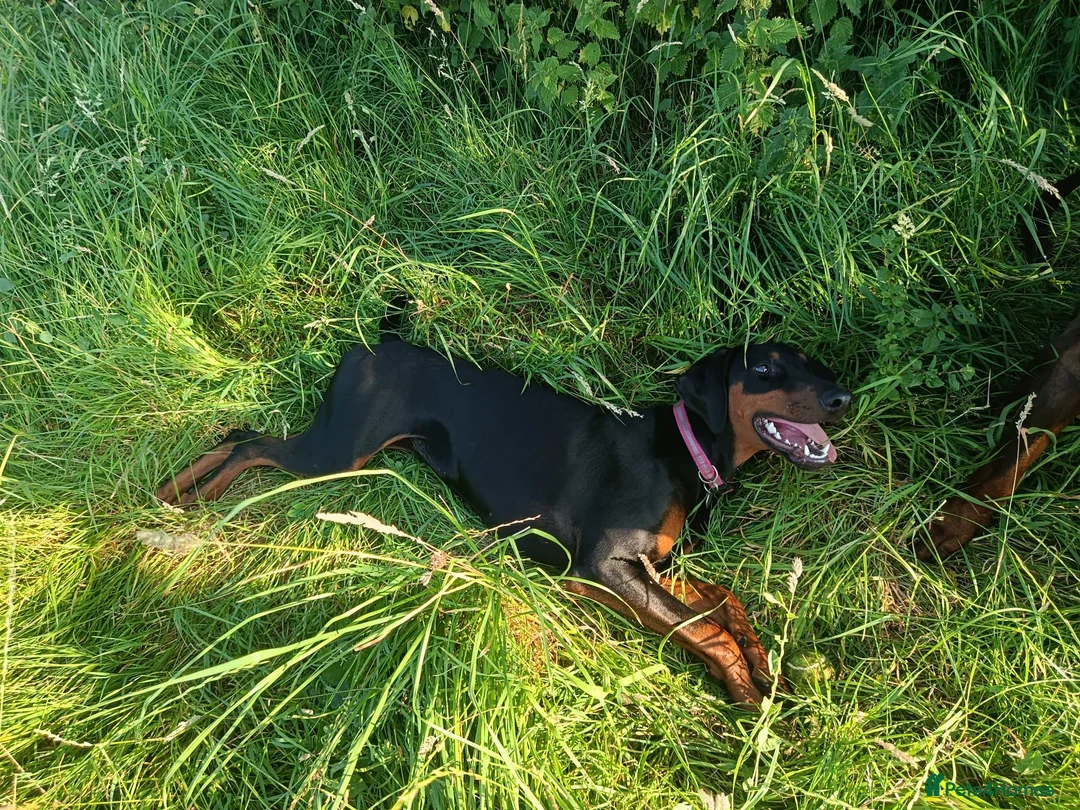 Dobermann dogs for sale: Dobermann puppies - Advert 40