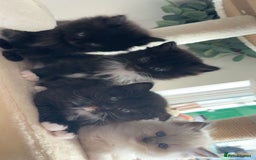 Ragdoll cats for sale: Ragdol mix 4 girls 1 boy - Image 7